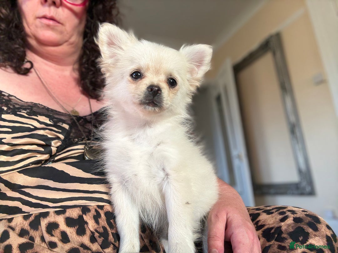 Pomchi dogs for sale: Emma Evans  - Image 8