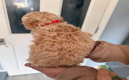 Poochon dogs for sale: Poochon Puppies  - Image 8