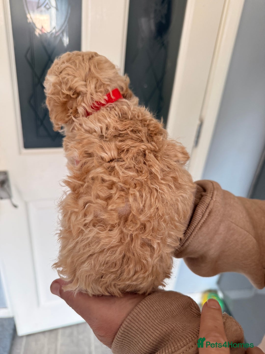 Poochon dogs for sale: Poochon Puppies  - Image 8