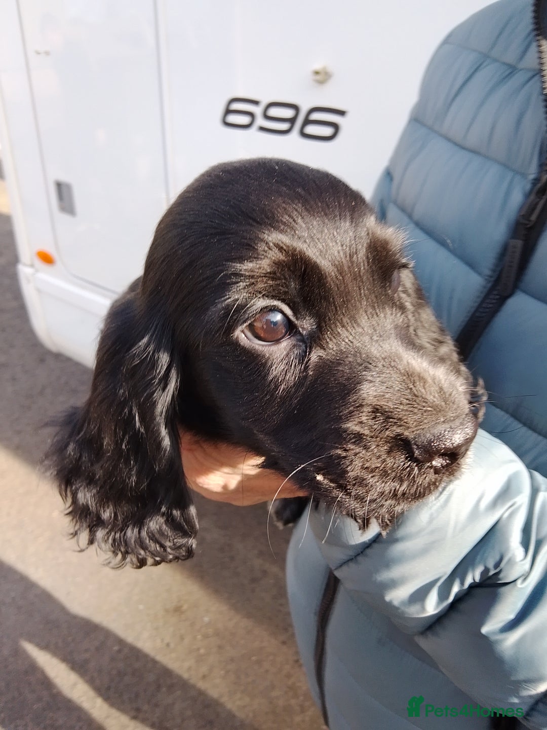 Cocker Spaniel dogs for sale: Working cocker spaniel pups - Image 7