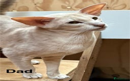 Oriental cats for sale: GCCF Oriental - Image 3