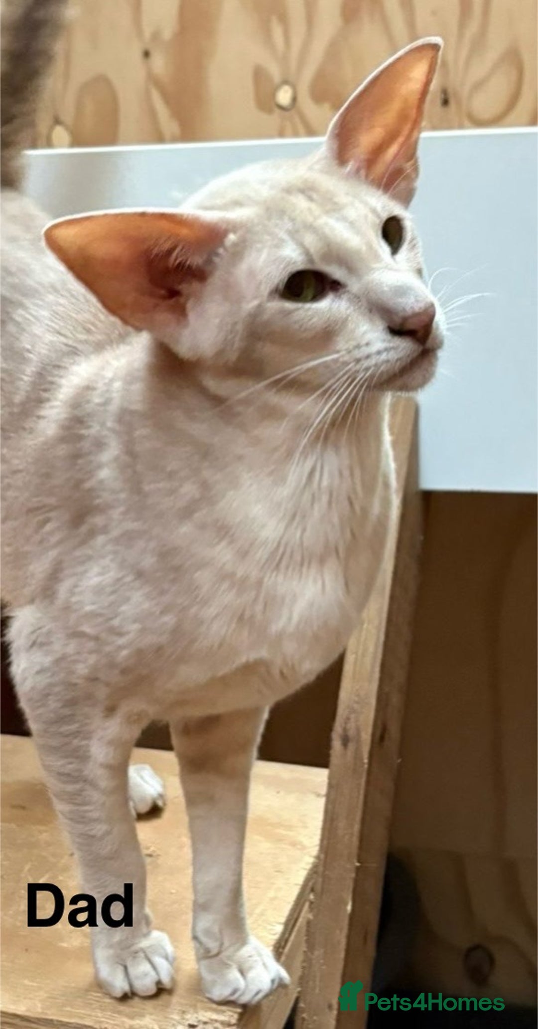 Oriental cats for sale: GCCF Oriental - Image 3