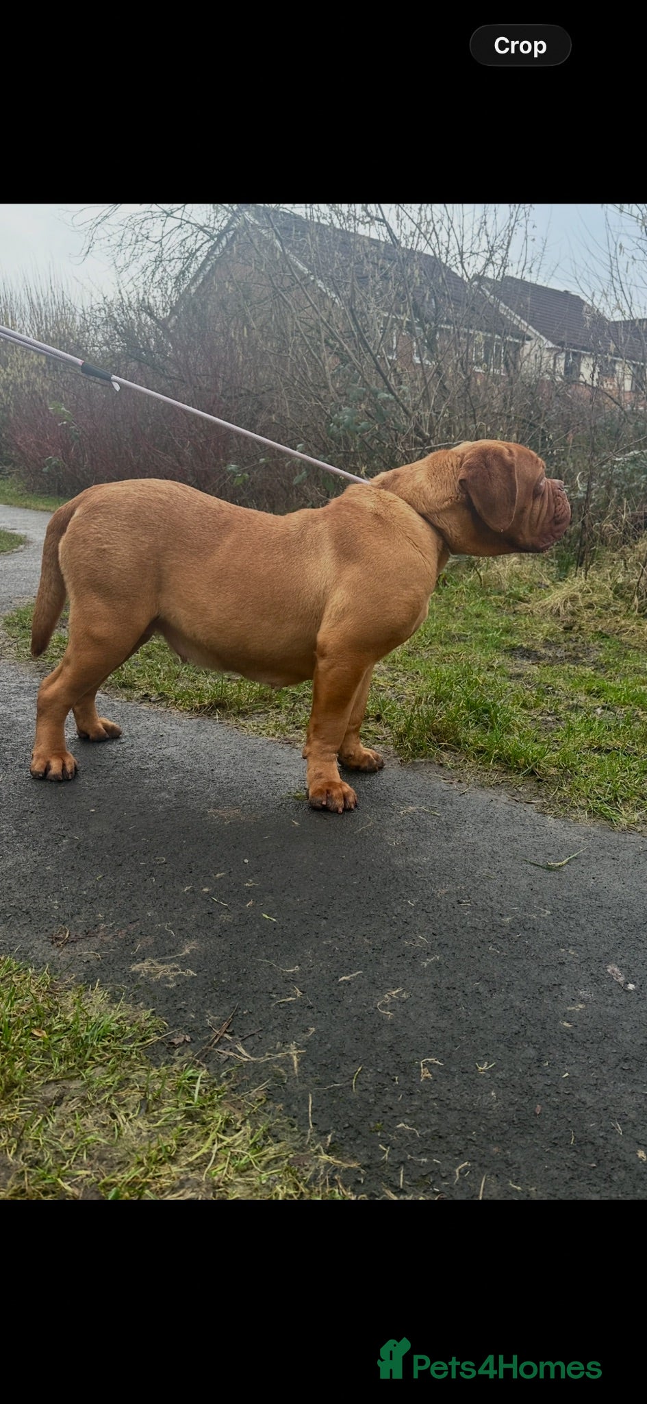 Dogue De Bordeaux dogs Amazing show quality puppies available ! - Advert 1