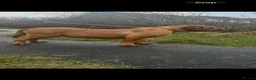 Dogue De Bordeaux dogs for sale: Amazing show quality puppies available ! - Advert 11