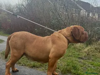 Dogue De Bordeaux dogs Amazing show quality puppies available ! - Advert 1