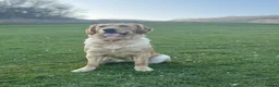 Golden Retriever dogs for sale: Golden Retriever Looking for a Loving Home 🐾 - Advert 2