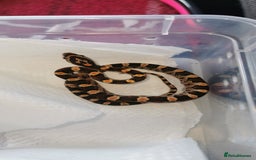 Corn Snake reptiles for sale: Baby corn snakes - Image 4