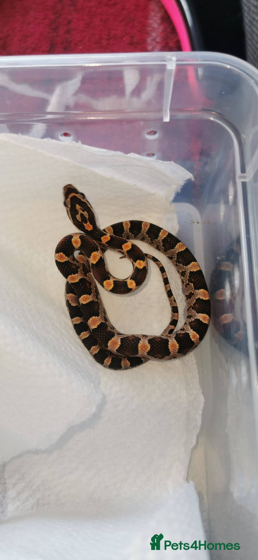 Corn Snake reptiles for sale: Baby corn snakes - Image 4
