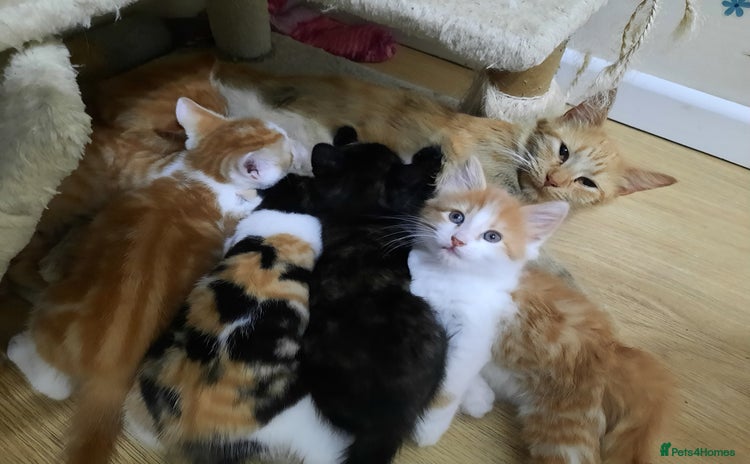 Domestic Shorthair cats - Advert 11