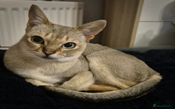 Singapura cats for sale: Singapura boy  - Image 1