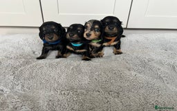 Dachshund dogs for sale: STANDARD LONGHAIR DACHSHUNDS - Image 7