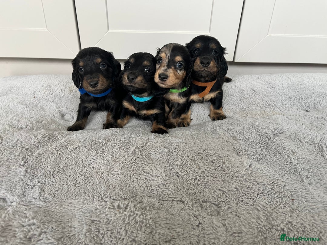 Dachshund dogs for sale: STANDARD LONGHAIR DACHSHUNDS - Image 7