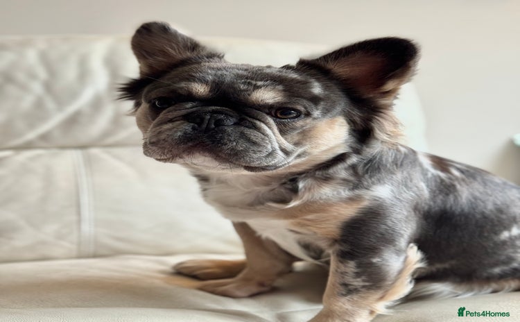 French Bulldog dogs - Advert 1