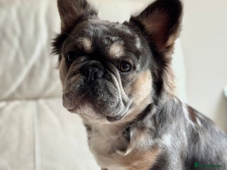 French Bulldog dogs - Advert 10