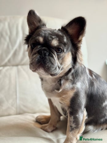 French Bulldog dogs - Advert 1