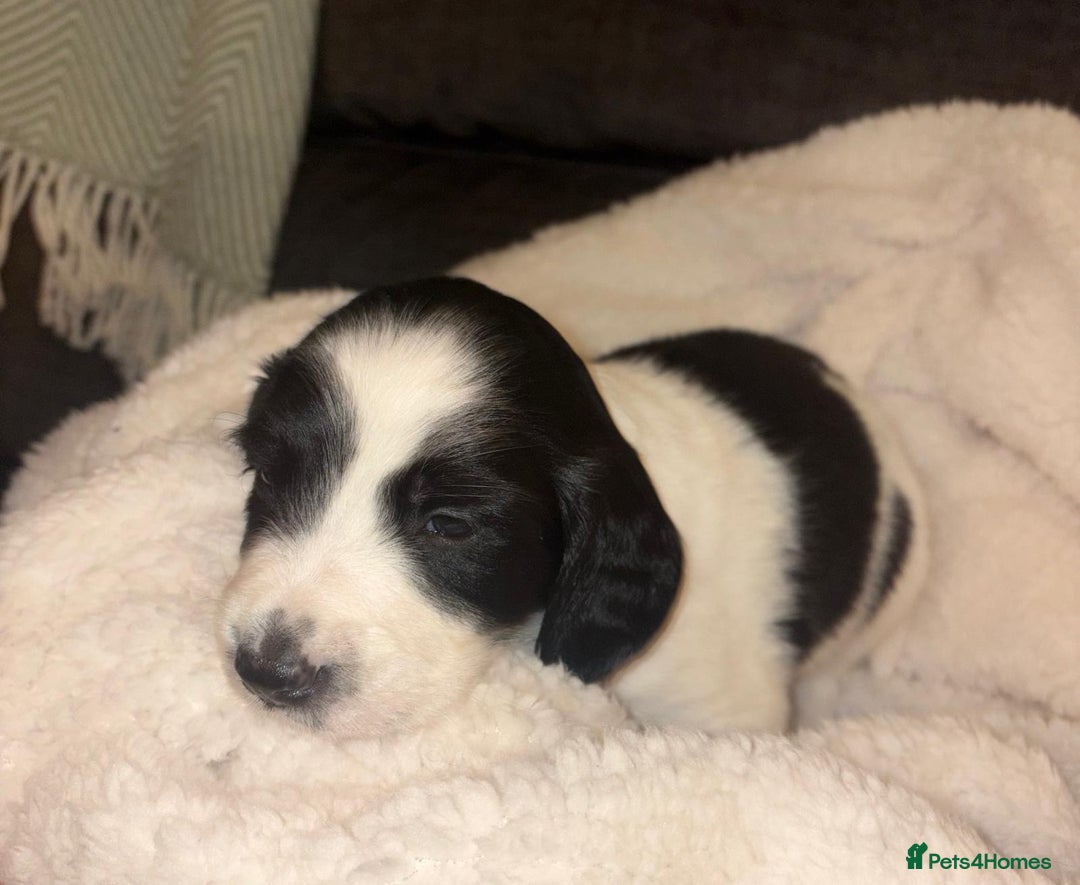 Sprollie dogs for sale: Sprollie  - Advert 6