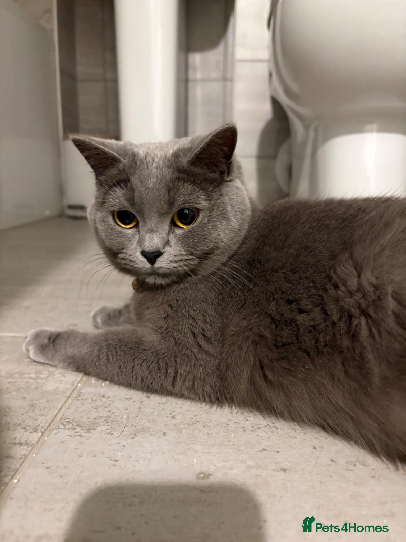 Mixed Breed cats British shorthair cross - Advert 1