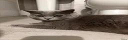 Mixed Breed cats for sale: British shorthair cross - Advert 1