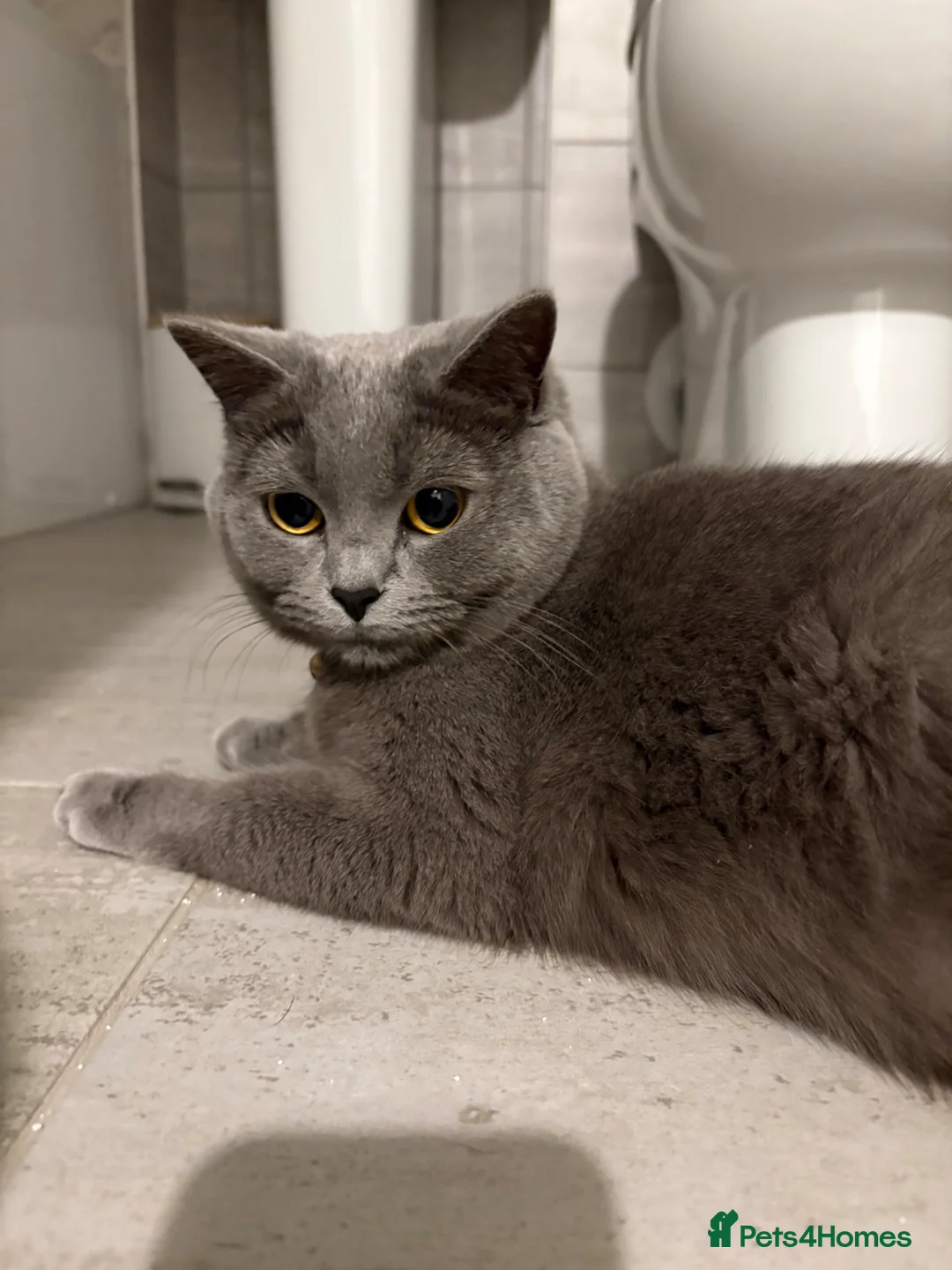 Mixed Breed cats for sale: British shorthair cross - Advert 1