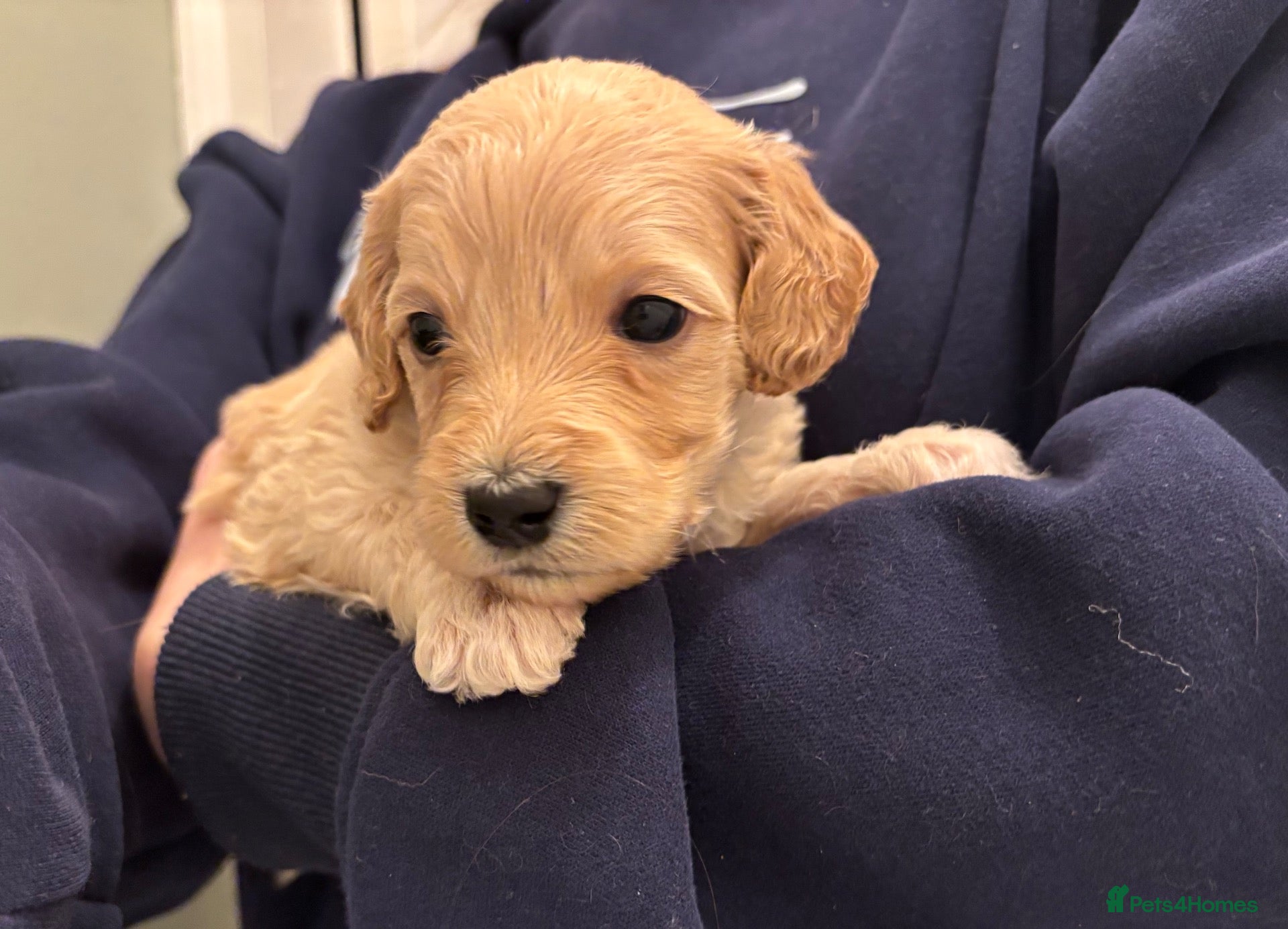 Cockapoo dogs for sale: Last Boy available 29th Nov - Advert 1
