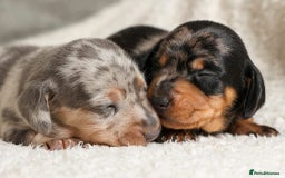 Miniature Dachshund dogs for stud: Romeo the miniature Dachshund  - Image 6