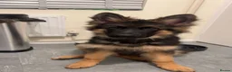 German Shepherd dogs for sale: Male German shepherd  in Ipswich - Advert 2
