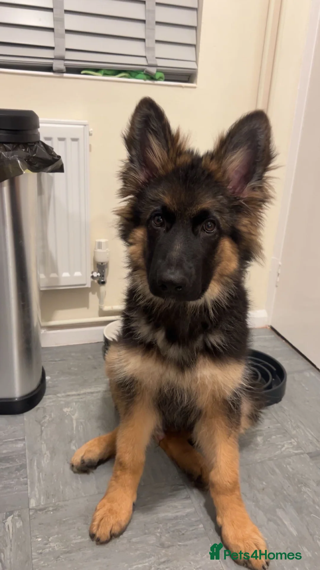 German Shepherd dogs for sale: Male German shepherd  in Ipswich - Advert 2