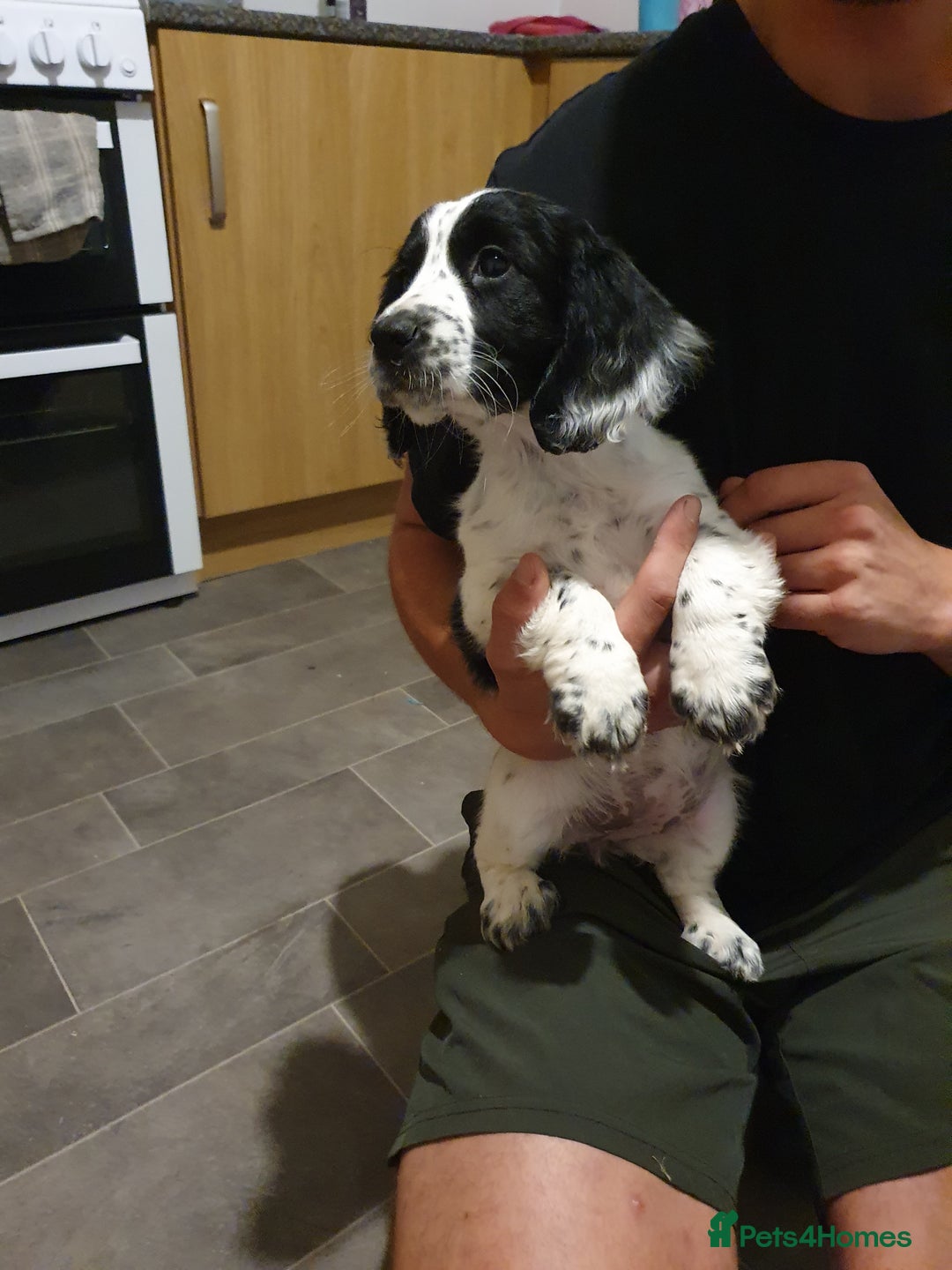 Cocker Spaniel dogs for sale: Blue roan cocker spaniel puppies. - Image 4