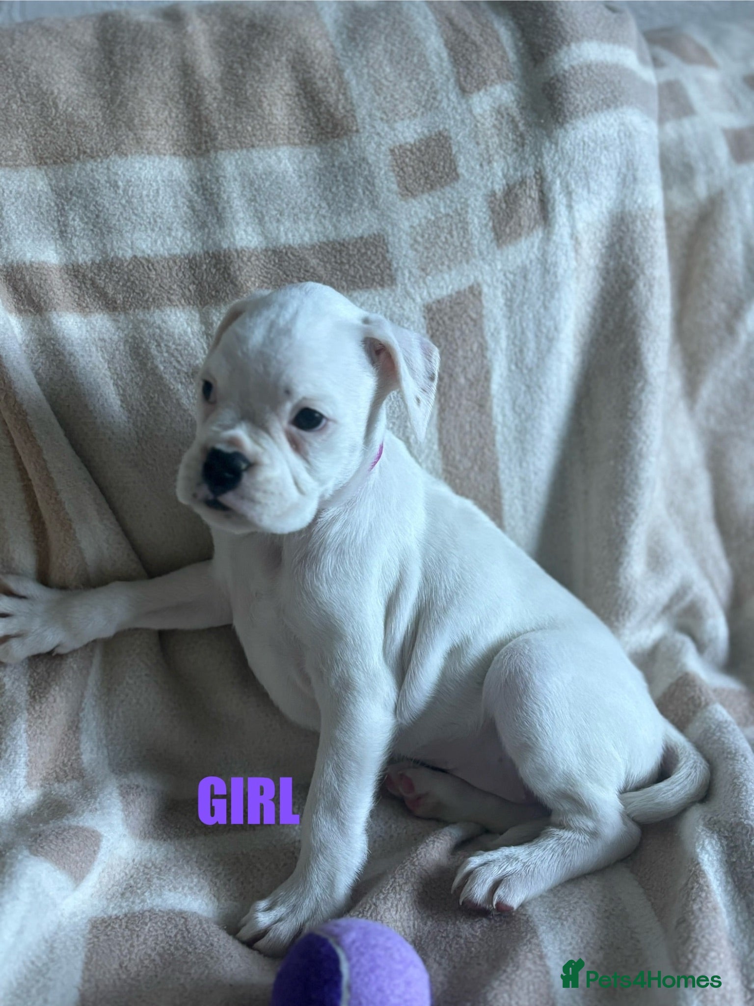 Boxer dogs Beautiful litter of white boxer puppies  - Advert 14