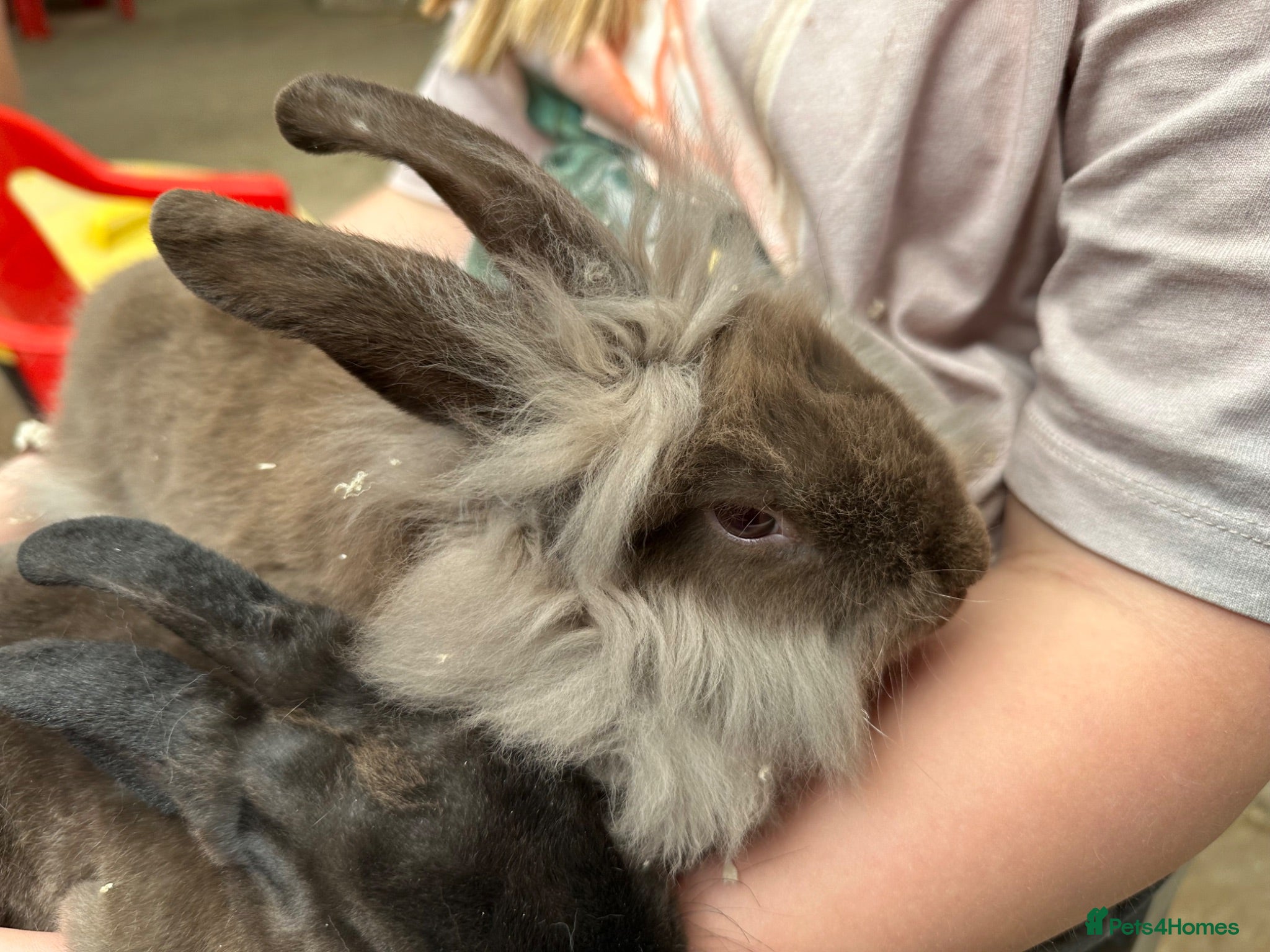 Mixed Breed rabbits Young rabbits, 9-11 weeks old - Advert 1