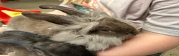 Mixed Breed rabbits for sale: Young rabbits, 9-11 weeks old - Advert 1