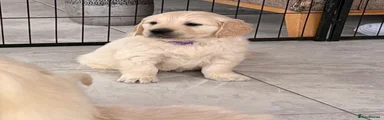 Purple collar boy