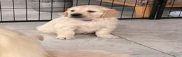 Golden Retriever dogs for sale: Kc registered Fully health tested parents  - Advert 31