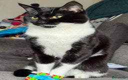 Mixed Breed cats for sale: 🐾 Socks – Cat Looking for a Calm, Loving Home 🐾 - Image 4