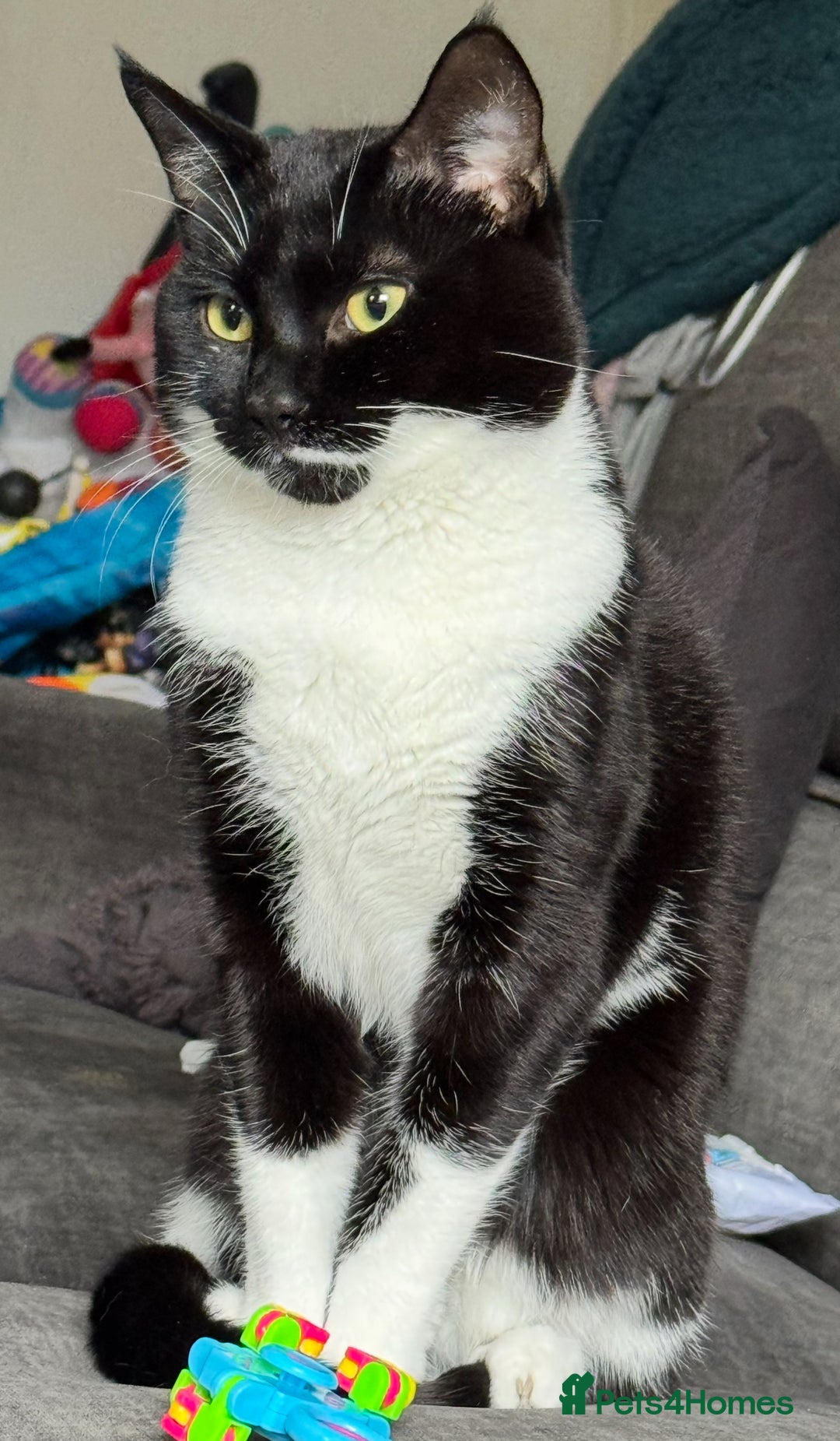 Mixed Breed cats for sale: 🐾 Socks – Cat Looking for a Calm, Loving Home 🐾 - Image 4