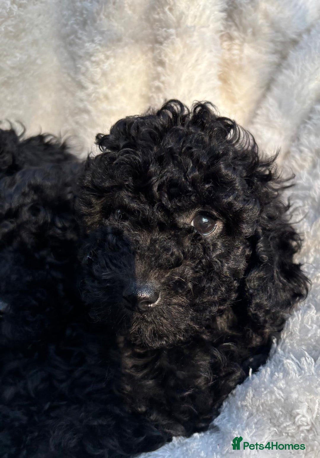 Toy Poodle dogs for sale: ADORABLE ‘ALBERT’ *TOY POODLE*BOY*PUP ready now - Advert 27