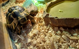 Hermann Tortoise reptiles for sale: Sir Gerald Shelldome and full set up - Image 2
