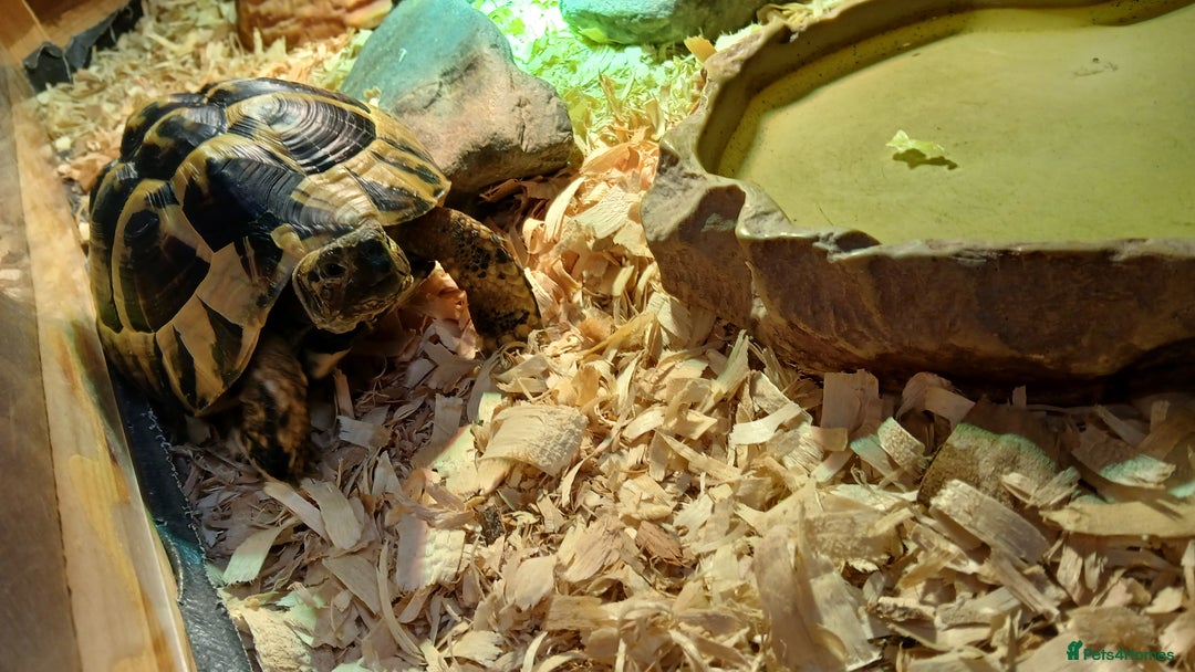 Hermann Tortoise reptiles for sale: Sir Gerald Shelldome and full set up - Image 2