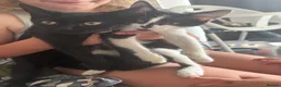 Persian cats for sale: Half Persian - Advert 2