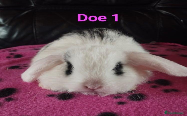 Mini Lop rabbits in Market Drayton - Advert 1
