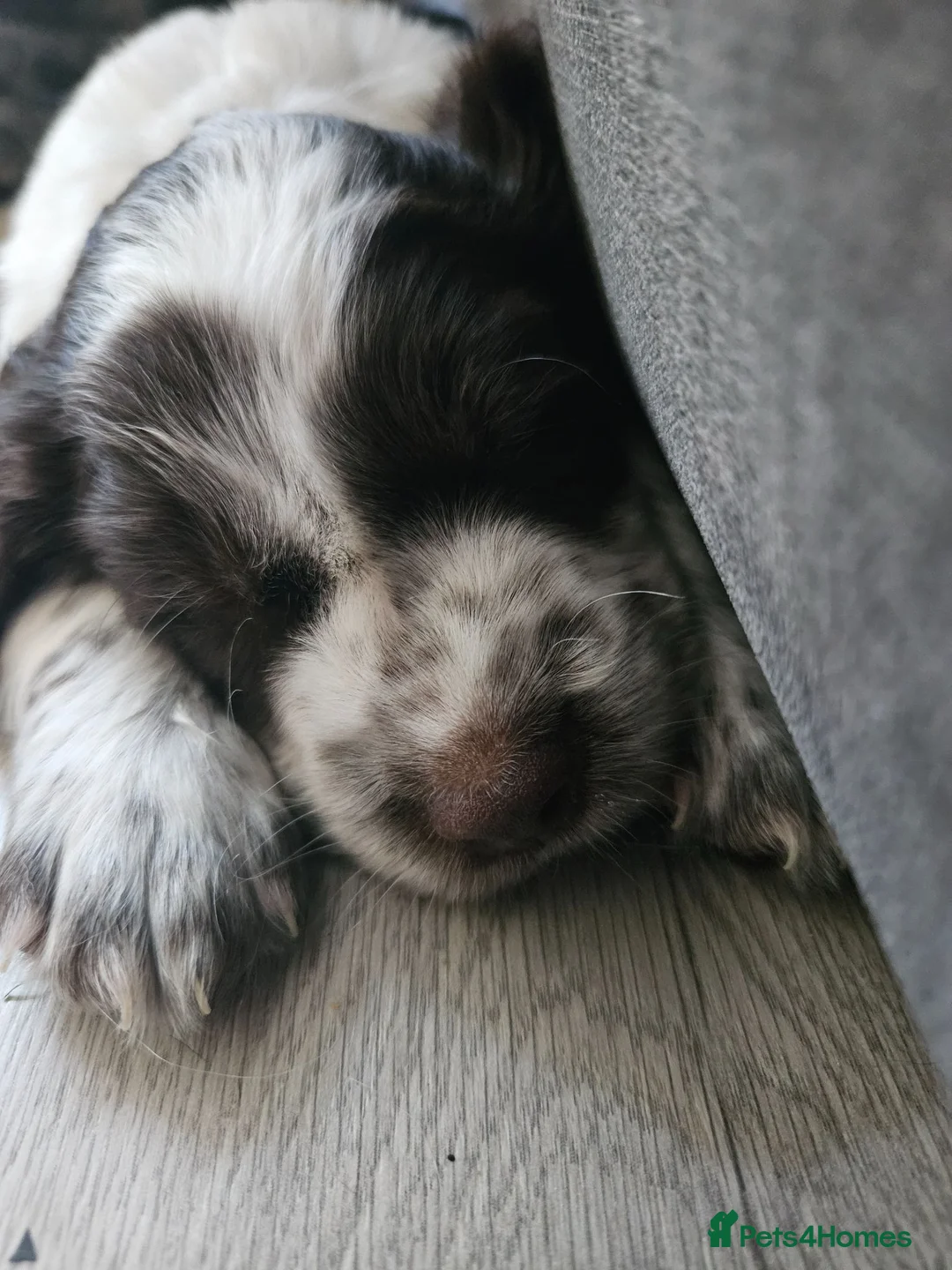 Cocker Spaniel dogs for sale: 2x working cocker spaniel males in Manningtree - Advert 8