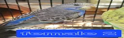 Budgerigars birds for sale: 4x budgie chicks £40 each ready now - Advert 13