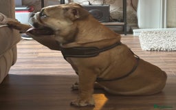 English Bulldog dogs for sale: English bulldog - Image 2
