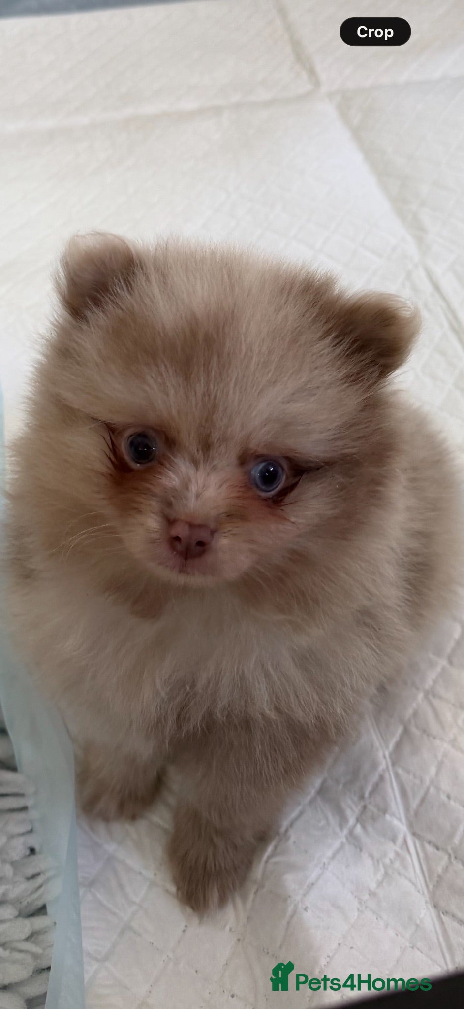 Pomeranian dogs BEAUTIFUL POMERANIAN PUPPIES - Advert 1