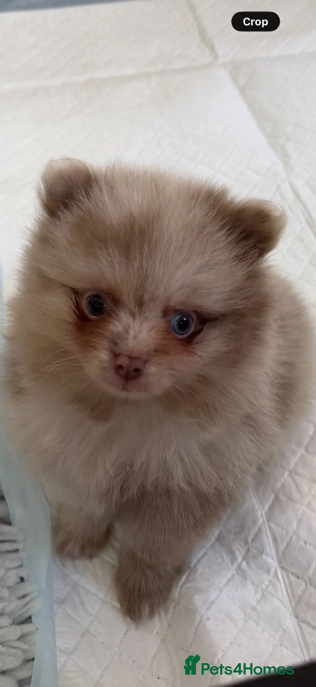 Pomeranian dogs for sale: BEAUTIFUL POMERANIAN PUPPIES - Advert 1