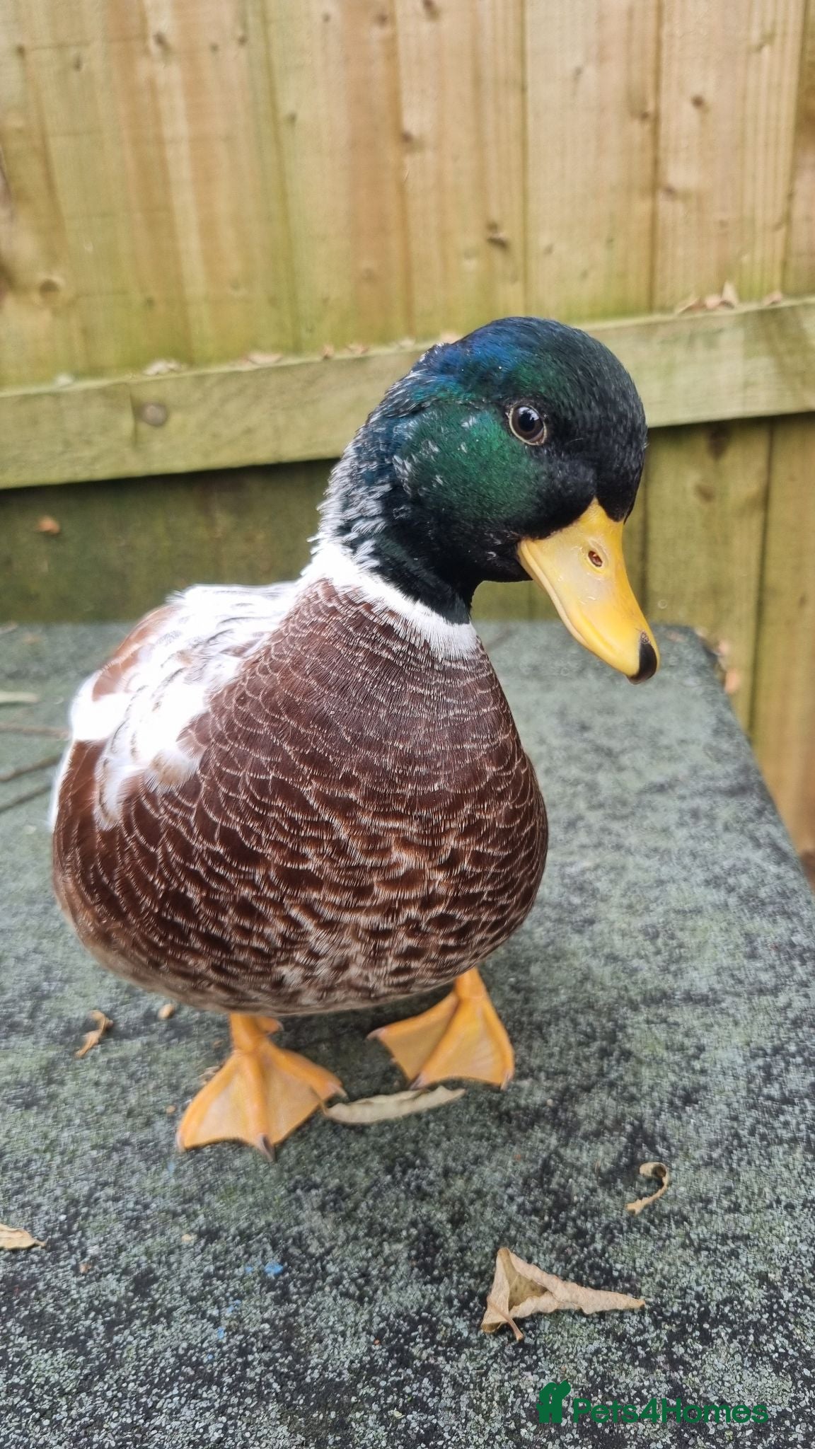 Ducks poultry Silver Call ducklings. - Advert 6