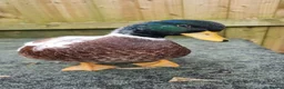 Ducks poultry for sale: Silver Call duckling trio - Advert 6