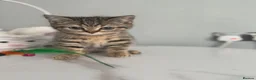 British Shorthair cats for sale: Only 2 Kittens female  - Advert 12