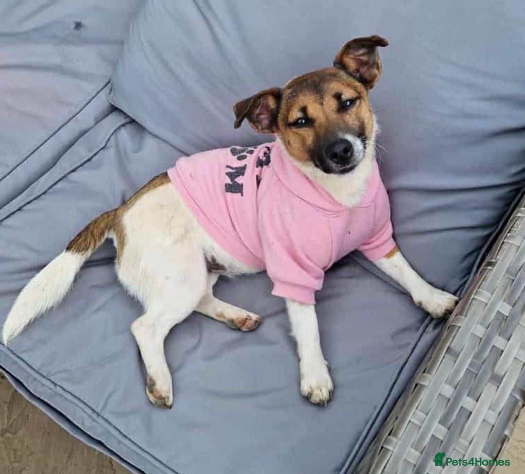 Mixed Breed dogs for sale: Beautiful CavaJacks 🖤 - Image 12