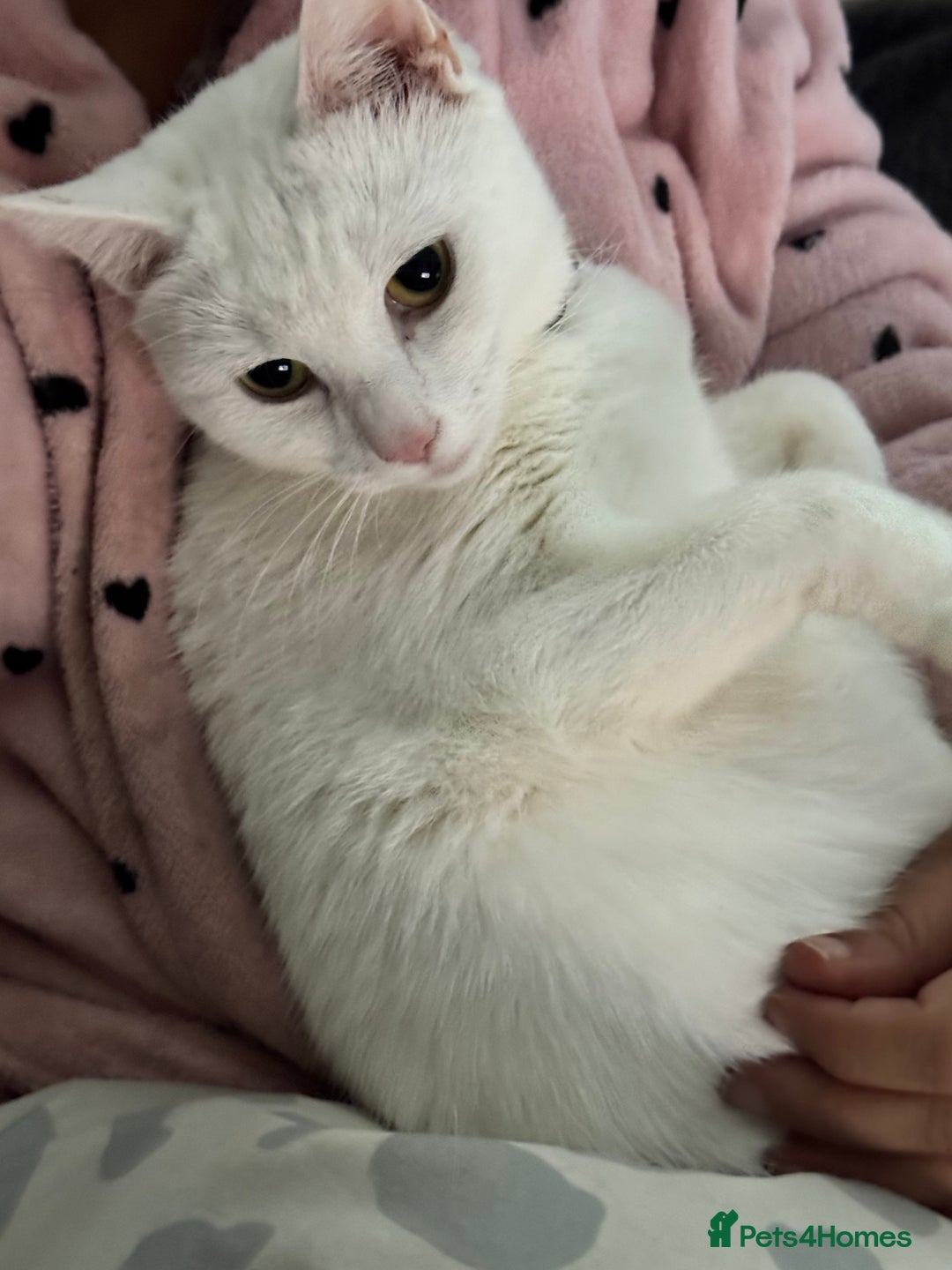 Mixed Breed cats for sale: 4 Lovely Kittens Almost Ready For Adoption - Advert 10